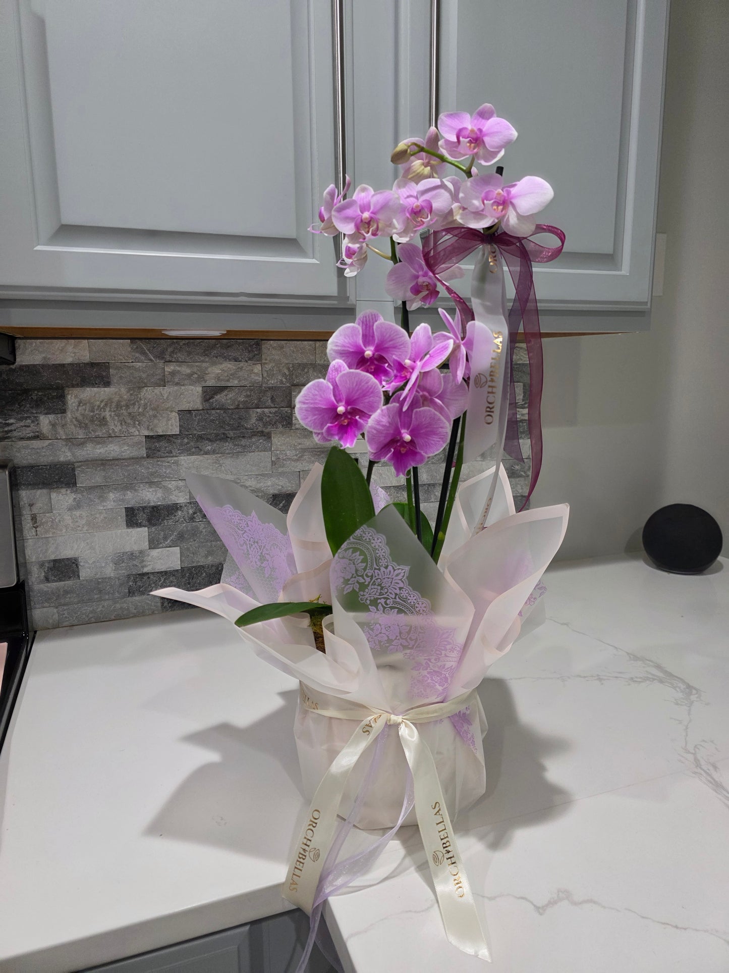 Pink Orchid Elegance