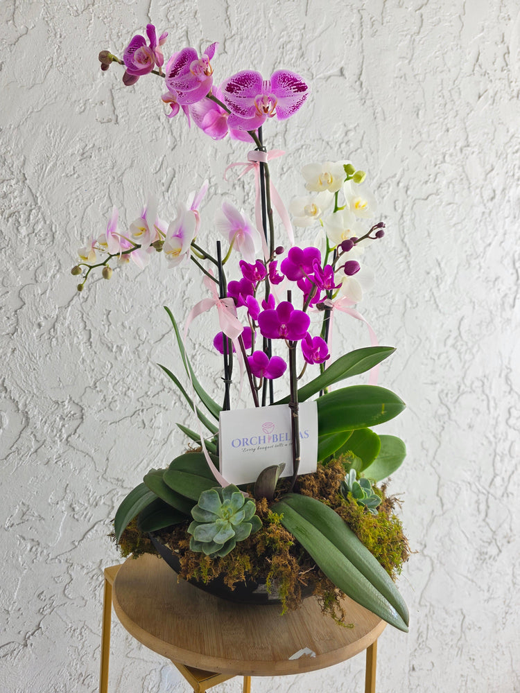 Orchids Collection