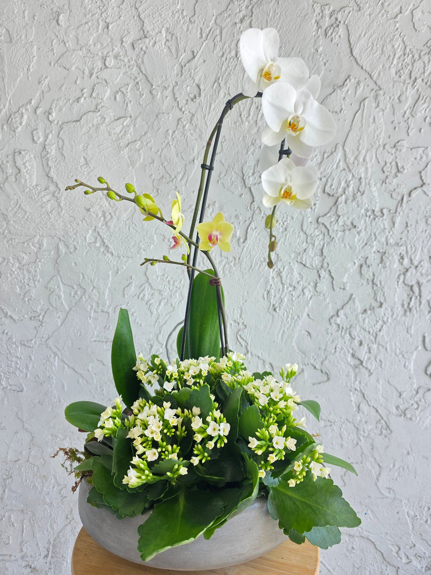 White Orchid Serenity