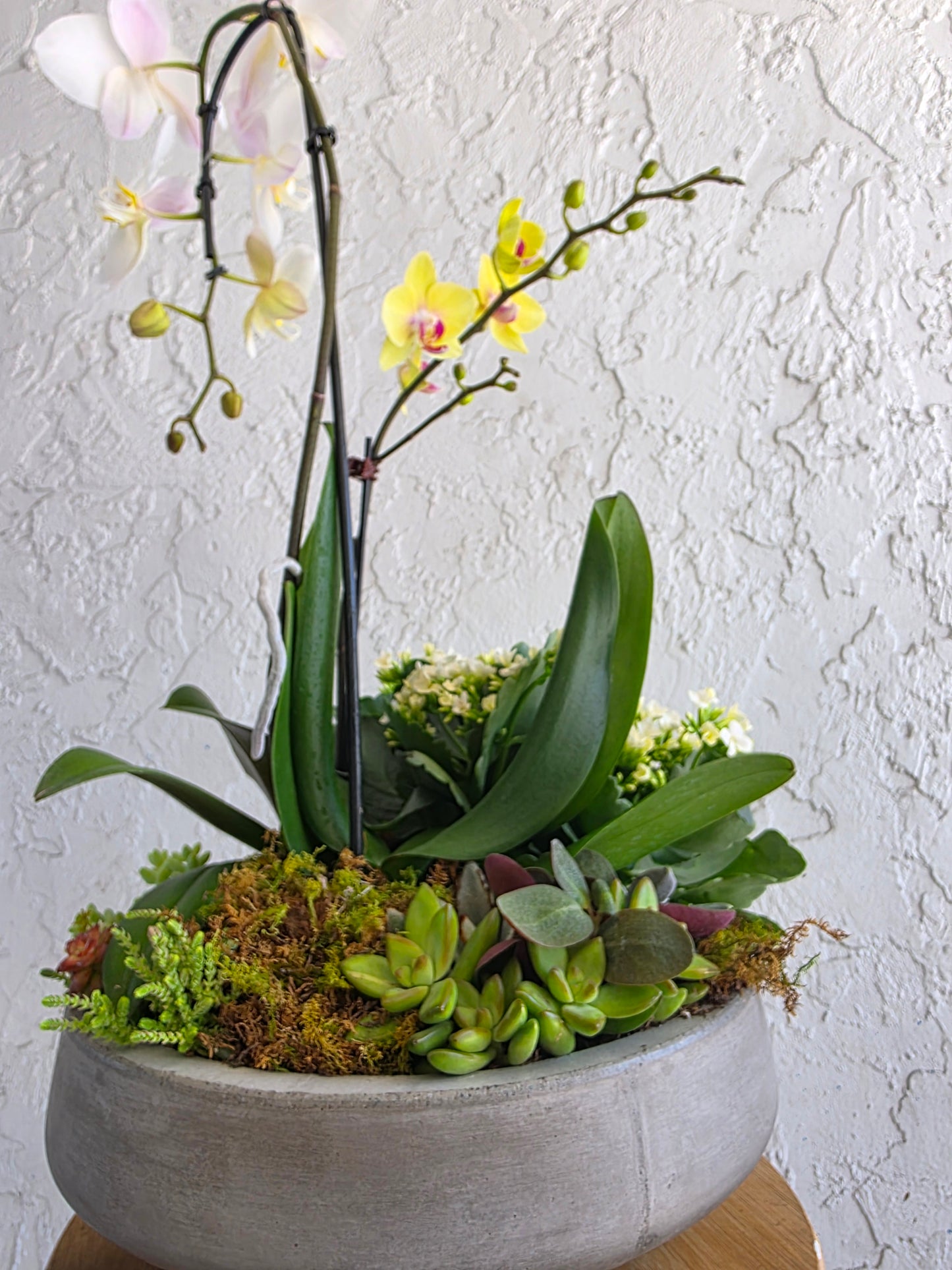 White Orchid Serenity