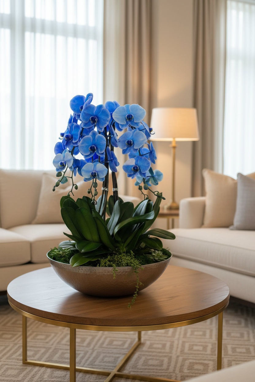 Royal Sapphire Orchid Garden