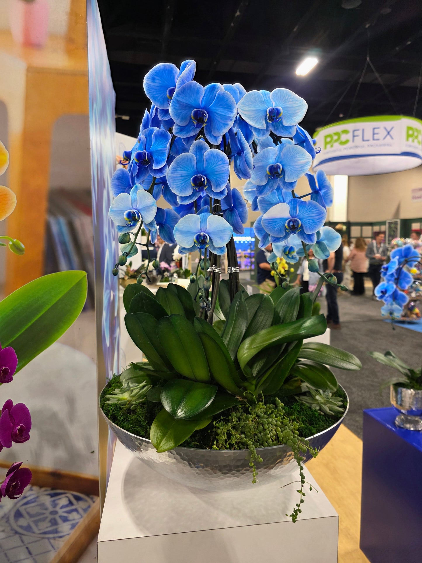 Royal Sapphire Orchid Garden