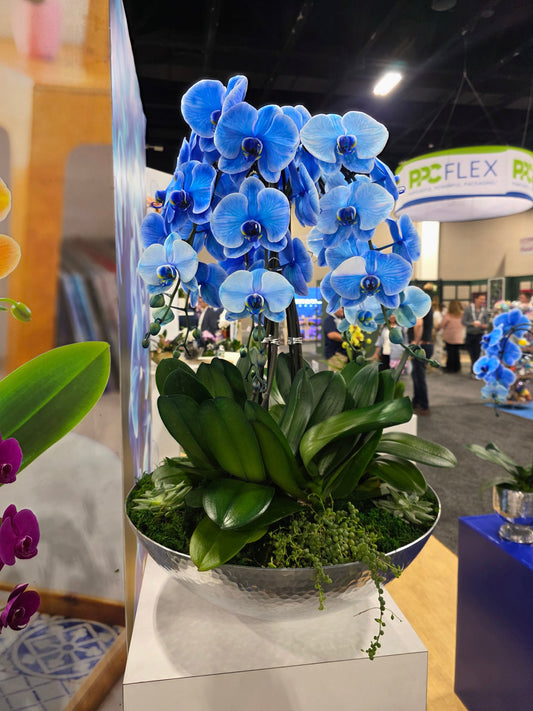 Royal Sapphire Orchid Garden