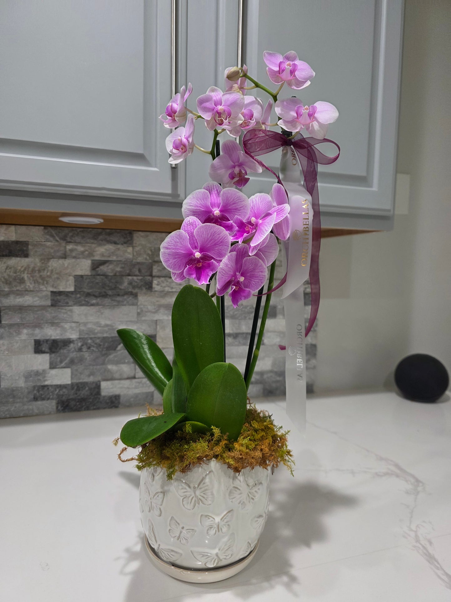Pink Orchid Elegance