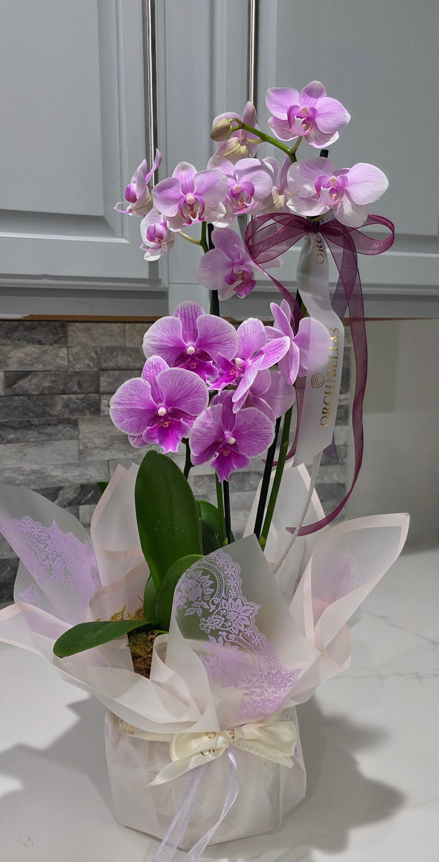 Pink Orchid Elegance
